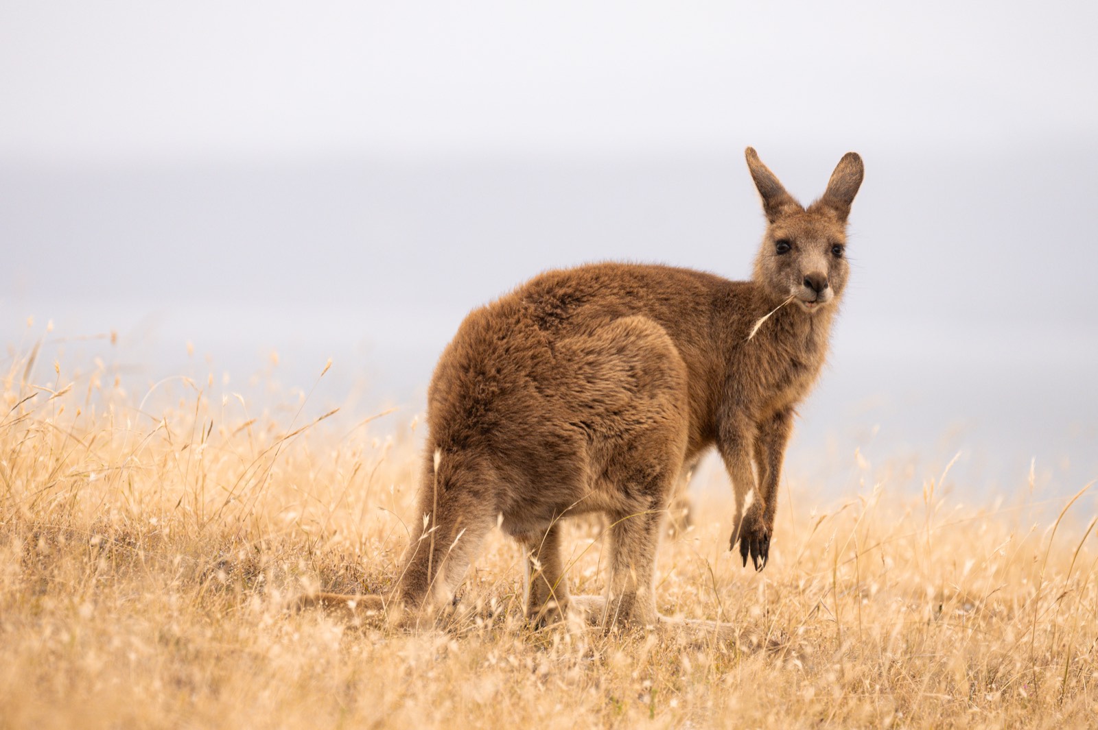 澳大利亚 第 4 张照片
