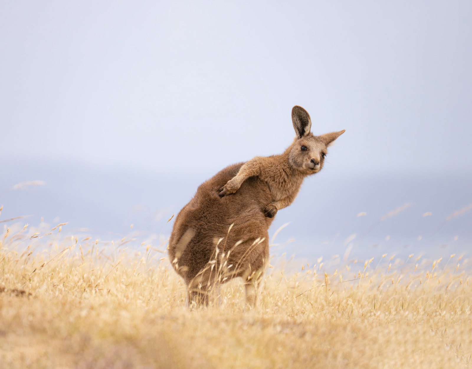 澳大利亚 第 5 张照片