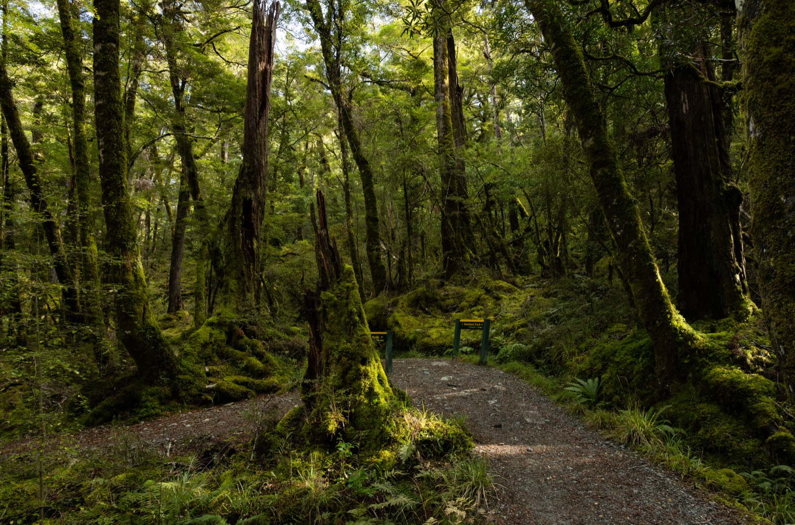 新西兰 第 5 张照片