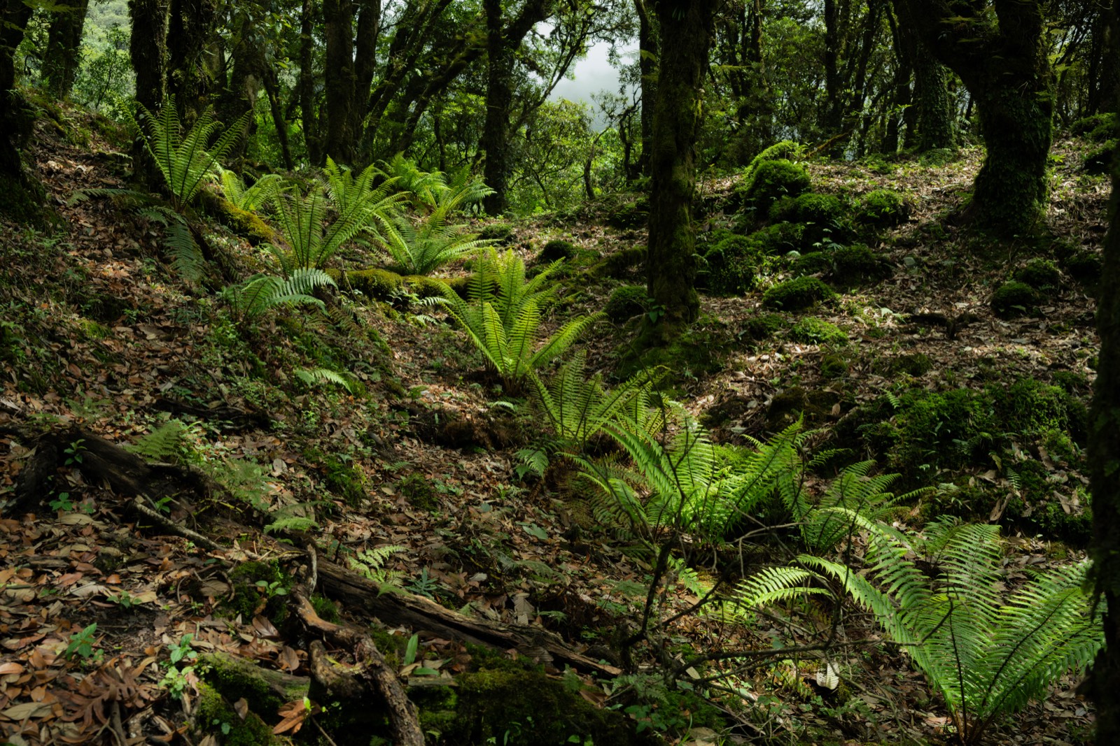 云南腾冲 第 5 张照片